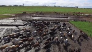Como evitar perdas e manter o desempenho do gado confinado durante período das chuvas?