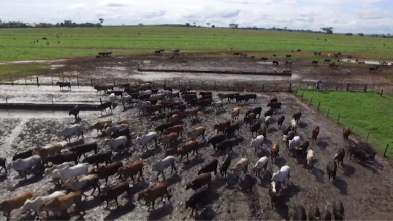 Como evitar perdas e manter o desempenho do gado confinado durante período das chuvas?