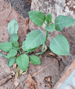 Consumo de ‘falsa couve’ deixa quatro em estado grave em MG