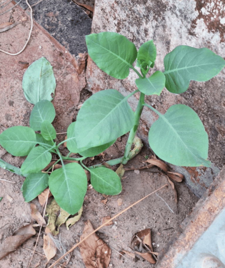 Consumo de ‘falsa couve’ deixa quatro em estado grave em MG