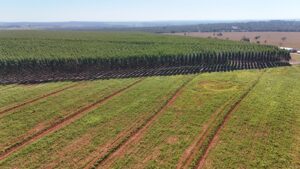 Crescimento na silvicultura transforma Campo Grande em polo estratégico