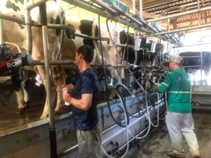 Crise do leite: importações e preço baixo pressionam produtores