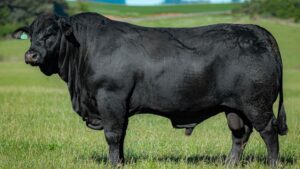 Cruzamento entre caracu e devon pode ajudar a potencializar a pecuária moderna; saiba mais