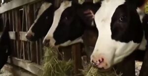 Custos em queda não sustentam margem do produtor de leite no RS