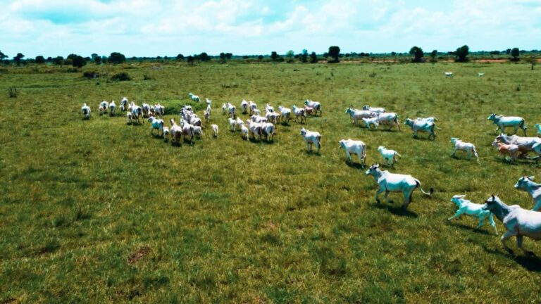 Diálogos Boi na Linha: evento debate pecuária sustentável e desmatamento