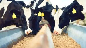 Doença viral em rebanhos preocupa pecuaristas na França