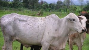 Doenças de pele em bezerros: como identificar dermatofilose e papilomatose
