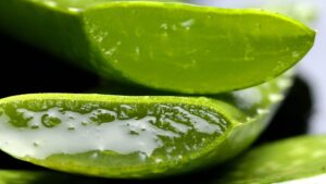 Dos cosméticos para o campo: babosa ganha espaço como defensivo agrícola natural