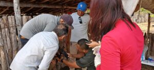 Embrapa desenvolve ferramenta de IA para combate de verminose em ovinos