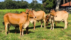 Embrapa lança calendário para orientar o produtor na estação de monta