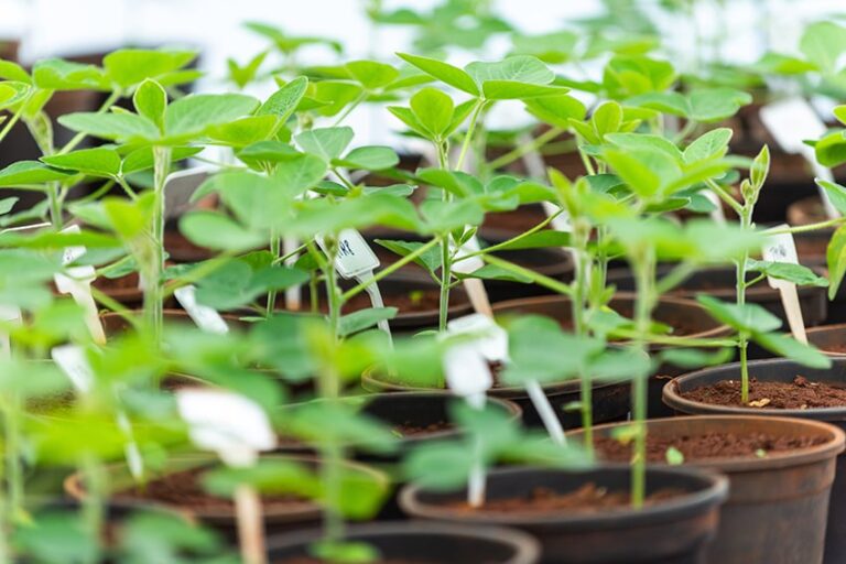 Embrapa oferece curso gratuito sobre inoculação e coinoculação na soja