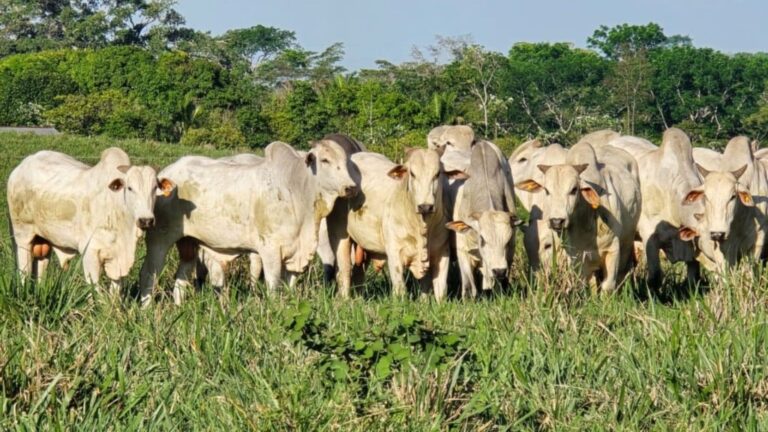 Estação de monta invertida: a chave para o ‘bezerro do cedo’ e o lucro na seca