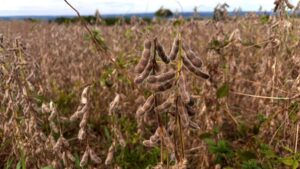 Estado brasileiro registra safra recorde na produção de soja; saiba qual