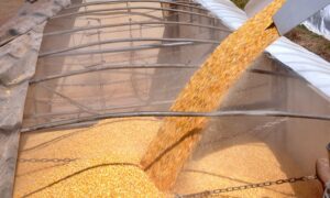 Exportações de milho impulsionam portos da região Norte