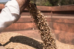 Fazenda brasileira recebe certificação internacional em agricultura regenerativa