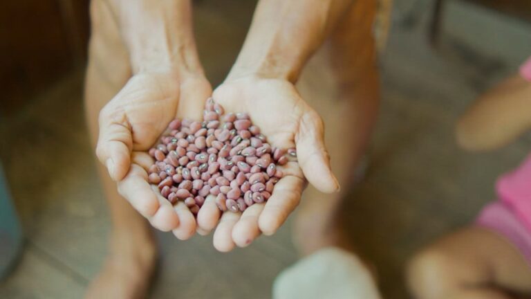 Feijões da Amazônia têm até 27% de proteína e podem ganhar selo de origem