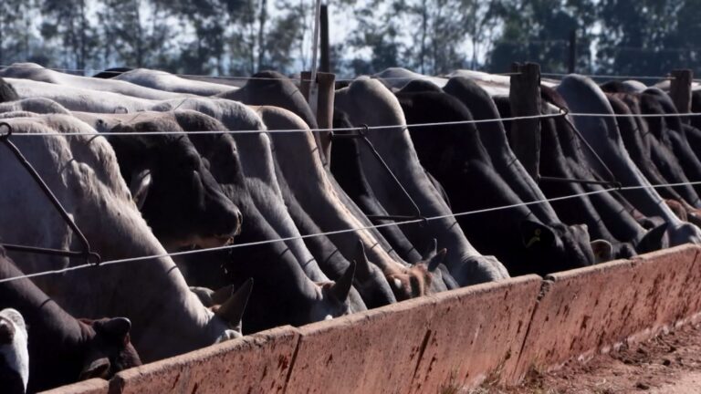 Genética e produtividade colocam o Brasil no caminho da liderança global da carne, diz diretor da Friboi