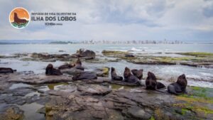 Ilha dos Lobos reabre para turismo esportivo após 7 anos
