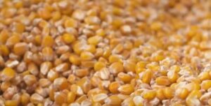 Impulsionada pelo milho, produção de grãos na Argentina deve ser recorde