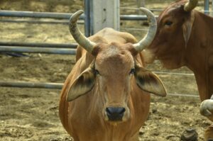 Índia abre mercado para derivados de ossos bovinos, chifres e cascos do Brasil