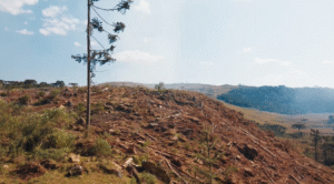 Iniciativa ajuda produtores paulistas a recuperar áreas degradadas