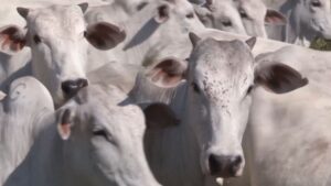 Inseminação artificial: o que fazer quando vacas não emprenham