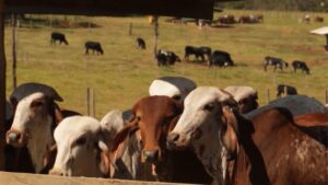 Jersolanda x gir leiteiro: qual o grau de sangue do bezerro?