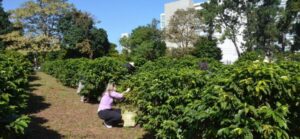 Maior cafezal urbano do mundo perfuma o ar de capital brasileira