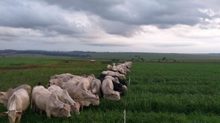 Manejo com cercas melhora produção e bem-estar animal na pecuária leiteira