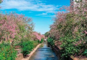 Moderna, Campo Grande passa a aplicar conceito internacional de ‘Cidade-Esponja’
