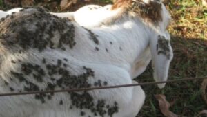 Mosca-dos-estábulos: Embrapa indica manejo conjunto para controle