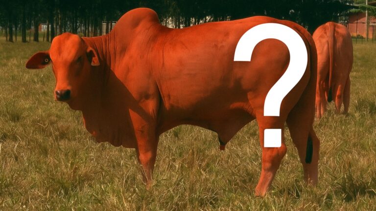 Nelore vermelho existe ou é mito? Entenda as variações de cor da raça mais criada no Brasil