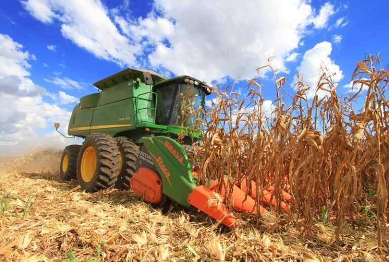 Oferta de milho em Mato Grosso será menor na safra 25/26; veja os números