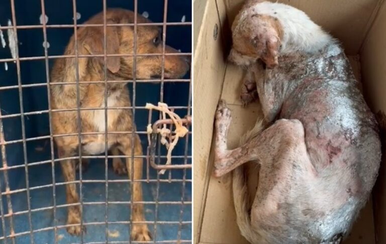 PMA e ONG resgatam dois cães vítimas de maus-tratos em Coxim