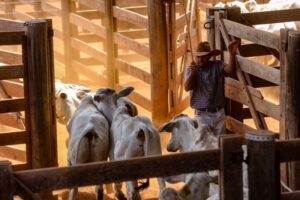 Pará envia primeira remessa de carne bovina rastreada para a China