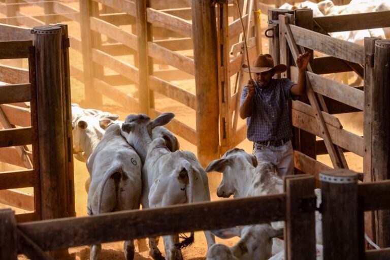 Pará envia primeira remessa de carne bovina rastreada para a China