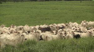 Pasto na seca: como a adubação otimiza o diferimento e o desempenho do gado