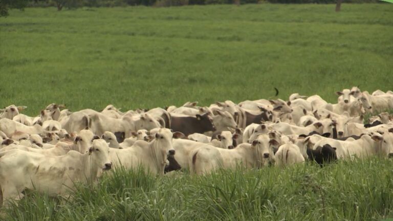 Pasto na seca: como a adubação otimiza o diferimento e o desempenho do gado
