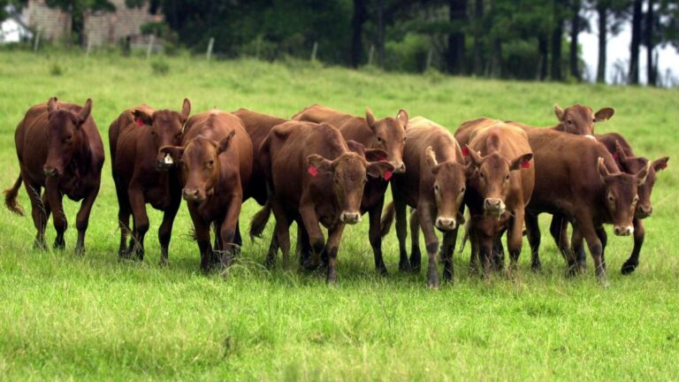 Pecuária: exportação recorde e demanda aquecida dão fôlego a preços no último trimestre do ano