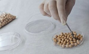 Pesquisa da Embrapa testa cultivo de plantas no espaço