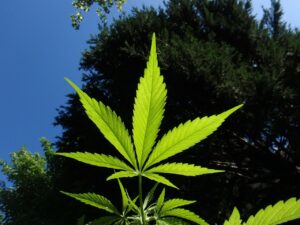 Planta proporciona 11 vezes mais rentabilidade que a soja, aponta estudo