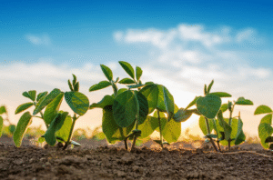 Plantio de soja avança e atinge 14% no Brasil, aponta consultoria