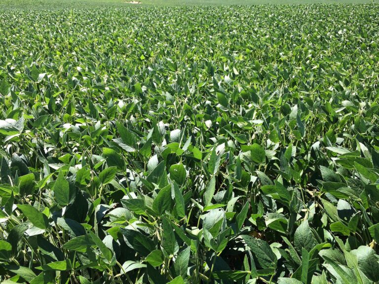 Plantio de soja avança no Brasil, mas La Niña pode comprometer safra; o que esperar?