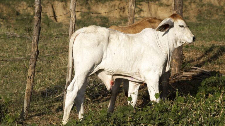 Preços do bezerro e boi magro sobem mais que o boi gordo e desafiam pecuarista