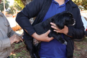 Prefeitura já vacinou mais de 13 mil pets e programação nos bairros continua em outubro