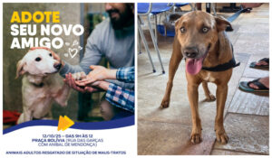 Prefeitura promove Ação de adoção de cães adultos resgatados de maus-tratos