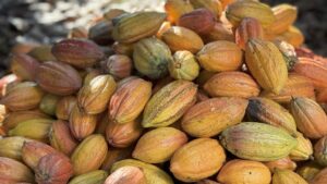 Produção de cacau cai 16% no terceiro trimestre e setor segue pressionado
