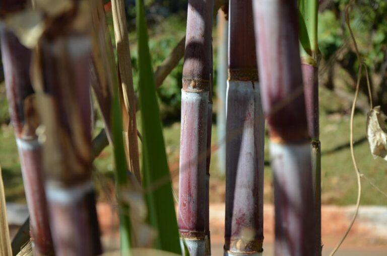 Produção de cana-de-açúcar cresce 6,94% no Centro-Sul na primeira quinzena de setembro