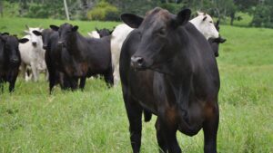 Quatro indicadores que todo pecuarista deve acompanhar para garantir lucro na pecuária de corte