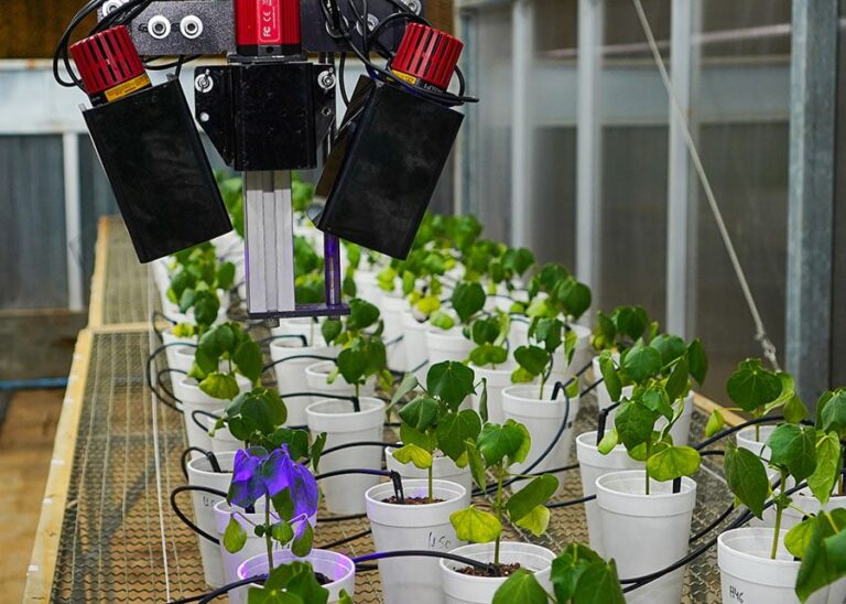 Robô detecta doenças em algodão e soja em apenas 7 segundos com IA e luz ultravioleta